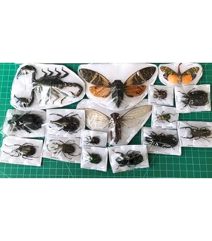 Amazon.com: BicBugs Xylocopa caerulea Real Framed Bumblebee